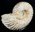 Large ( inch Wide) Mantelliceras Ammonite #3526-2
